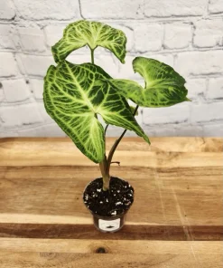 Syngonium Batik Live Plant - Potted Arrowhead Houseplant for Indoor Decor - Image 1