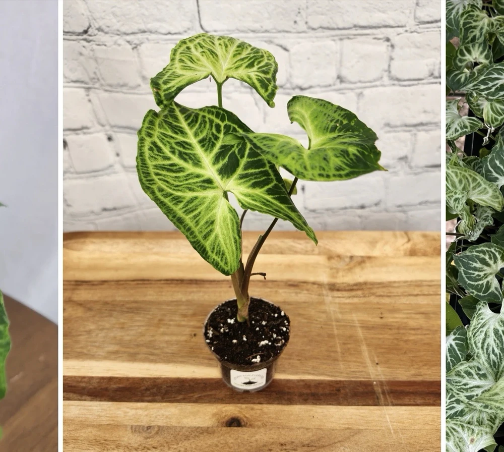Syngonium Batik Live Plant - Potted Arrowhead Houseplant for Indoor Decor - Image 1