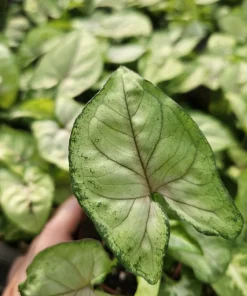 Syngonium Berry Allusion Live Plant – Arrowhead Vine – 2 inch Pot – Easy Care Indoor Houseplant - Image 3
