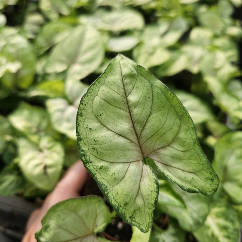 Syngonium Berry Allusion Live Plant – Arrowhead Vine – 2 inch Pot – Easy Care Indoor Houseplant - Image 3