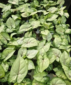 Syngonium Berry Allusion Live Plant – Arrowhead Vine – 2 inch Pot – Easy Care Indoor Houseplant - Image 4