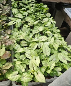 Syngonium Berry Allusion Live Plant – Arrowhead Vine – 2 inch Pot – Easy Care Indoor Houseplant - Image 5