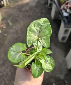 Syngonium Berry Allusion Live Plant – Arrowhead Vine – 2 inch Pot – Easy Care Indoor Houseplant - Image 1