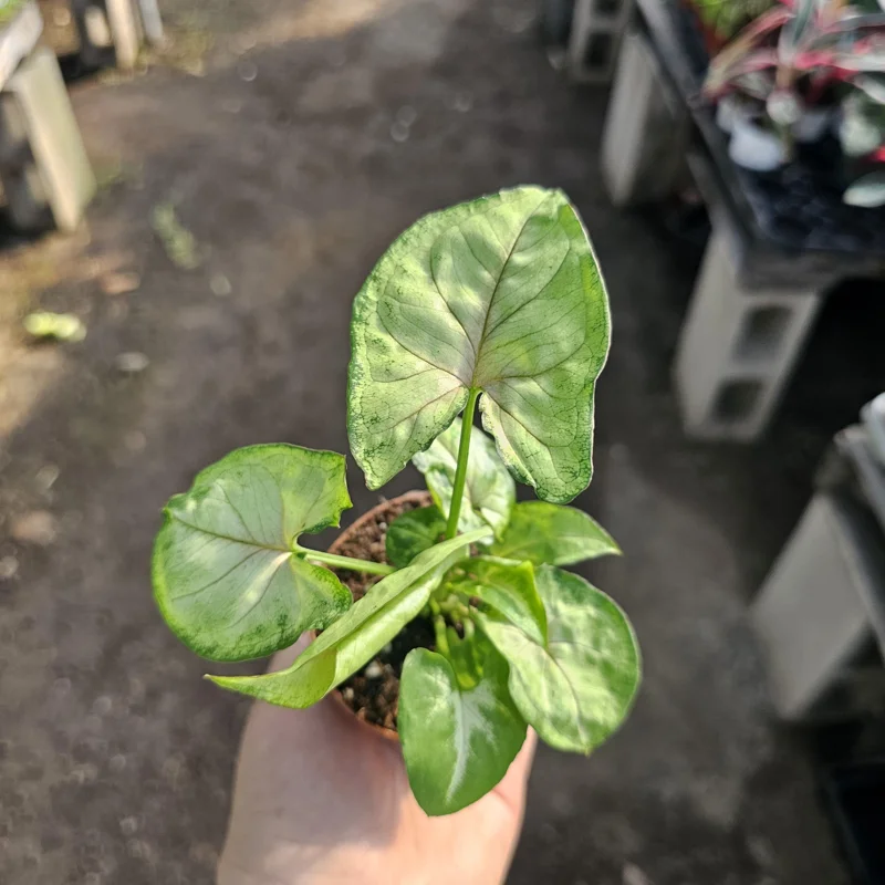 Syngonium Berry Allusion Live Plant – Arrowhead Vine – 2 inch Pot – Easy Care Indoor Houseplant - Image 1
