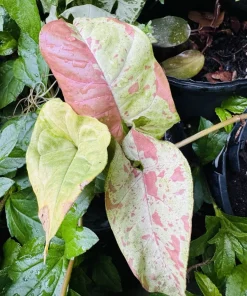 Syngonium Confetti Live Plant – Highly Variegated Indoor Houseplant - Image 2