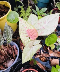 Syngonium Confetti Live Plant – Highly Variegated Indoor Houseplant - Image 3