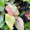 Syngonium Confetti Live Plant – Highly Variegated Indoor Houseplant - Image 1