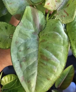 Syngonium 'Confetti' Live Plant – Pink Speckled Arrowhead Vine – Potted Houseplant - Image 2