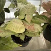 Syngonium Confetti Live Plant - Potted Houseplant - Image 1