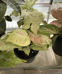 Syngonium Confetti Live Plant - Potted Houseplant - Image 1