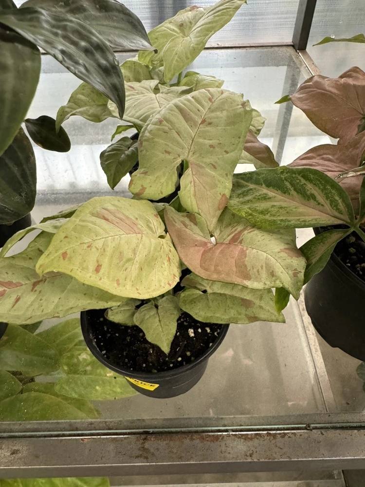 Syngonium Confetti Live Plant - Potted Houseplant - Image 1