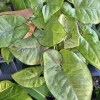 Syngonium Confetti Live Plant – Potted Houseplant – Pink Speckled Foliage - Image 1