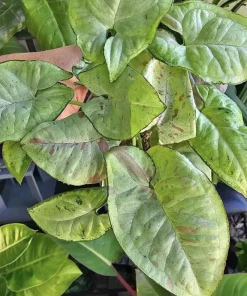 Syngonium Confetti Live Plant – Potted Houseplant – Pink Speckled Foliage - Image 1