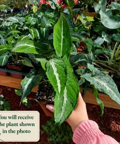 Syngonium Live Plant Set - 2 Tropical Houseplants, 5-8 Inch Tall, 4 Inch Pot - Image 2