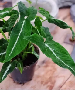Syngonium Live Plant Set - 2 Tropical Houseplants, 5-8 Inch Tall, 4 Inch Pot - Image 3