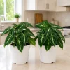 Syngonium Live Plant Set - 2 Tropical Houseplants, 5-8 Inch Tall, 4 Inch Pot - Image 1