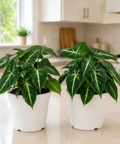 Syngonium Live Plant Set - 2 Tropical Houseplants, 5-8 Inch Tall, 4 Inch Pot - Image 1