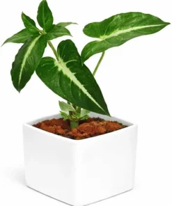 Syngonium Live Plant Set - 2 Tropical Houseplants, 5-8 Inch Tall, 4 Inch Pot - Image 4