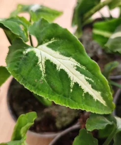 Syngonium Live Plant Set - 2 Tropical Houseplants, 5-8 Inch Tall, 4 Inch Pot - Image 5
