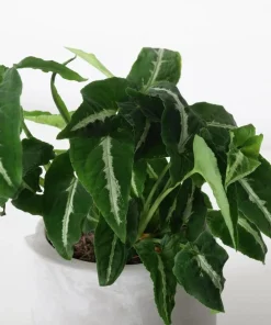 Syngonium Live Plant Set - 2 Tropical Houseplants, 5-8 Inch Tall, 4 Inch Pot - Image 6