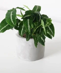 Syngonium Live Plant Set - 2 Tropical Houseplants, 5-8 Inch Tall, 4 Inch Pot - Image 7