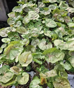 Syngonium Mango Allusion Arrowhead Vine Live Plant 2in Pot - Easy Care Houseplant - Image 2