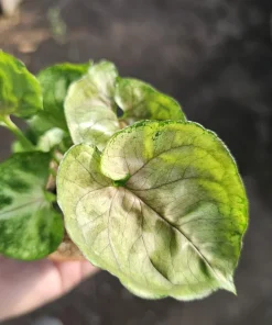 Syngonium Mango Allusion Arrowhead Vine Live Plant 2in Pot - Easy Care Houseplant - Image 3