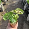 Syngonium Mango Allusion Arrowhead Vine Live Plant 2in Pot - Easy Care Houseplant - Image 1