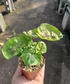 Syngonium Mango Allusion Arrowhead Vine Live Plant 2in Pot - Easy Care Houseplant - Image 1
