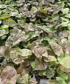 Syngonium Maria Allusion Live Plant - Arrowhead Vine, 2in Pot, Easy Care Houseplant - Image 2