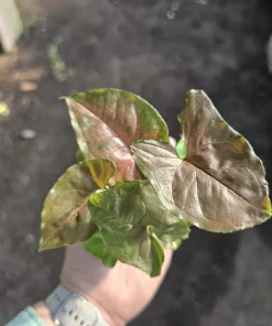 Syngonium Maria Allusion Live Plant - Arrowhead Vine, 2in Pot, Easy Care Houseplant - Image 3