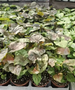 Syngonium Maria Allusion Live Plant - Arrowhead Vine, 2in Pot, Easy Care Houseplant - Image 4