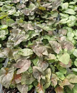 Syngonium Maria Allusion Live Plant - Arrowhead Vine, 2in Pot, Easy Care Houseplant - Image 5