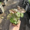 Syngonium Maria Allusion Live Plant - Arrowhead Vine, 2in Pot, Easy Care Houseplant - Image 1