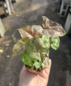 Syngonium Maria Allusion Live Plant - Arrowhead Vine, 2in Pot, Easy Care Houseplant - Image 1