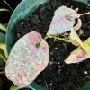 Syngonium Milk Confetti Live Plant - Rare Pink Variegated Arrowhead Vine - Image 1