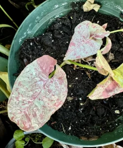 Syngonium Milk Confetti Live Plant - Rare Pink Variegated Arrowhead Vine - Image 1