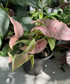 Syngonium 'Neon Robusta' Live Plant - Pink Arrowhead Vine Houseplant - Image 2