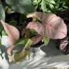 Syngonium 'Neon Robusta' Live Plant - Pink Arrowhead Vine Houseplant - Image 1