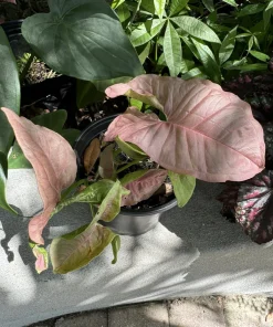 Syngonium 'Neon Robusta' Live Plant - Pink Arrowhead Vine Houseplant - Image 1