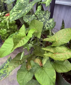 Syngonium Pink Splash Allusion Live Plant – Potted Houseplant - Image 1