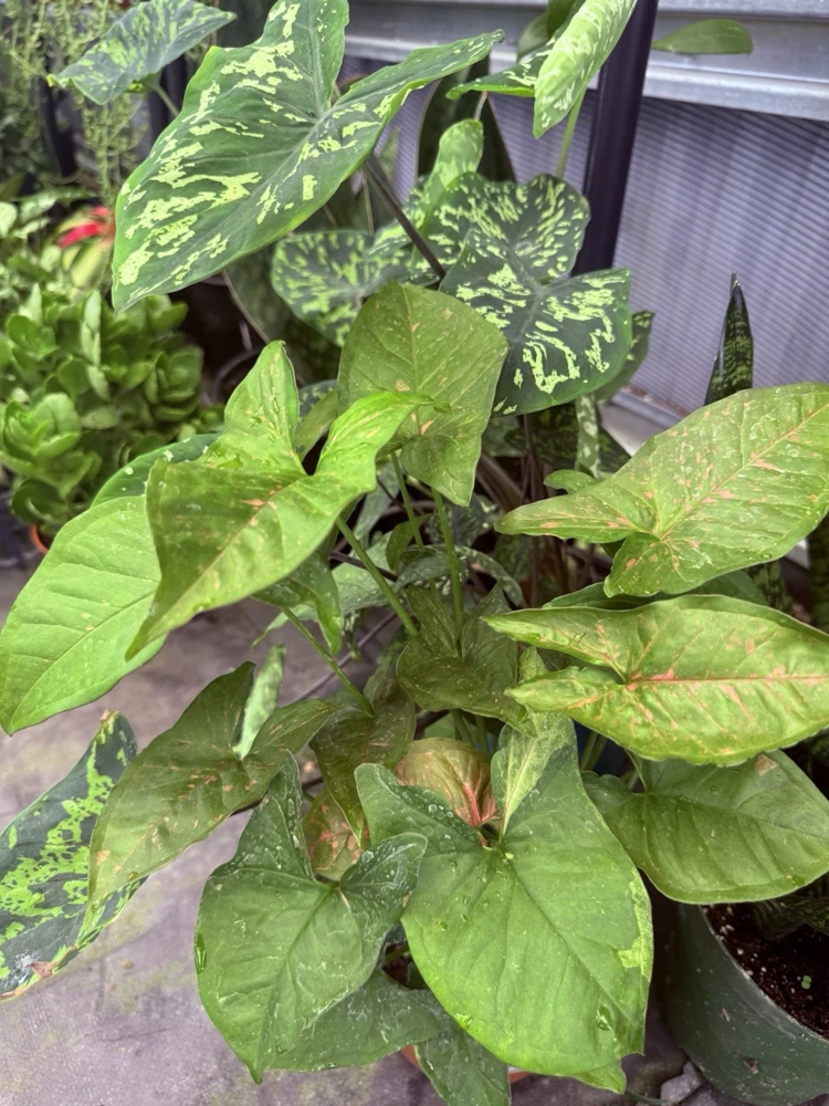 Syngonium Pink Splash Allusion Live Plant – Potted Houseplant - Image 1