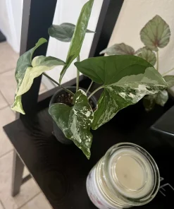 Syngonium Podophyllum Live Plant - Medium Arrowhead Vine Houseplant, Potted - Image 2