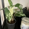 Syngonium Podophyllum Live Plant - Medium Arrowhead Vine Houseplant, Potted - Image 1