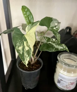Syngonium Podophyllum Live Plant - Medium Arrowhead Vine Houseplant, Potted - Image 1