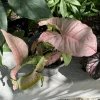 Syngonium Podophyllum 'Neon Robusta' Live Plant - Potted Houseplant - Image 1
