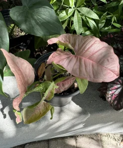 Syngonium Podophyllum 'Neon Robusta' Live Plant - Potted Houseplant - Image 1