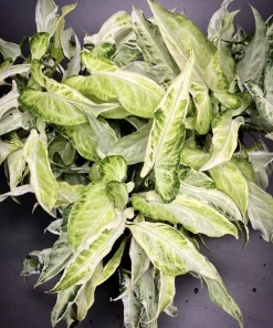 Syngonium Podophyllum Starlite Live Plant - Arrowhead Vine Indoor Houseplant - Image 1