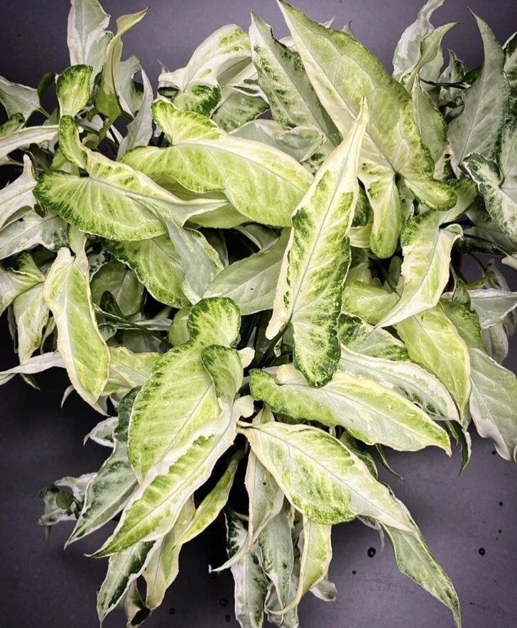 Syngonium Podophyllum Starlite Live Plant - Arrowhead Vine Indoor Houseplant - Image 1