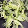 Syngonium podophyllum 'Starlite' Live Plant - Rare Variegated Arrowhead Vine Houseplant - Image 1